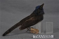 藏品(黑枕藍鶲)的圖片